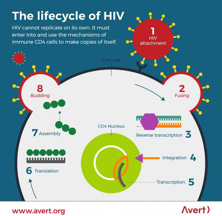 The lifecycle of HIV / Avert.