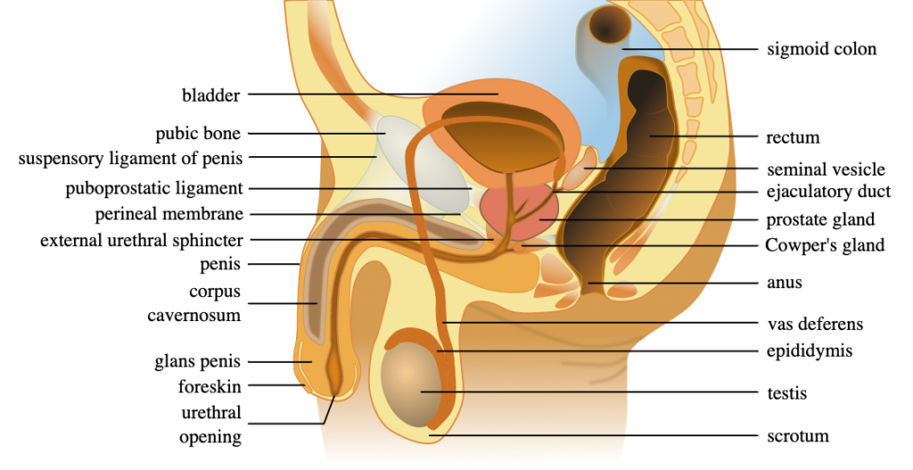 Diagram of the male urogenital anatomy. / Wikipedia Commons