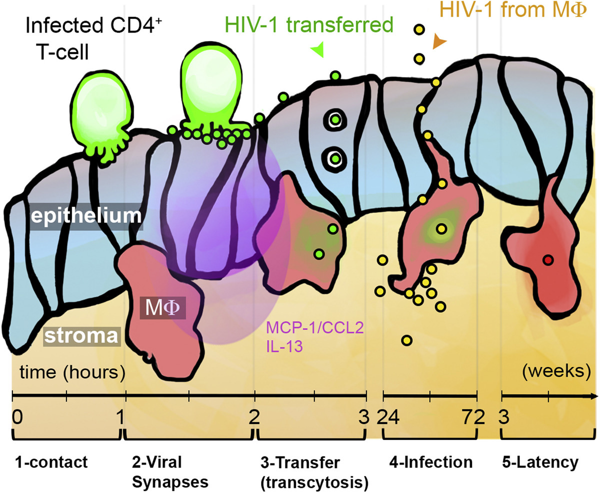 Chain of Events of HIV-1 Transmission to Macrophages in Genital Tissue following Virological Synapse Formation / French National Center for Scientific Research (CNRS)