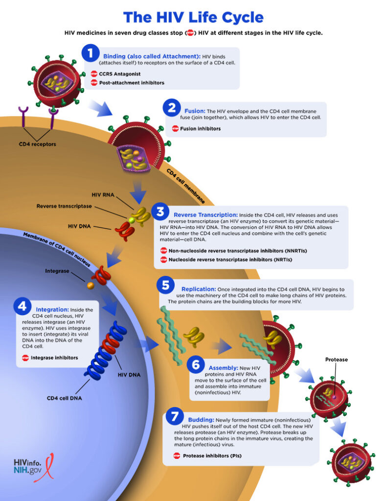 A graphic demonstrating the HIV lifecycle / CDC