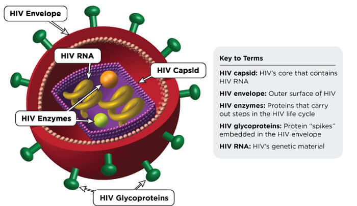 A graphic showcasing the structure of HIV / CDC