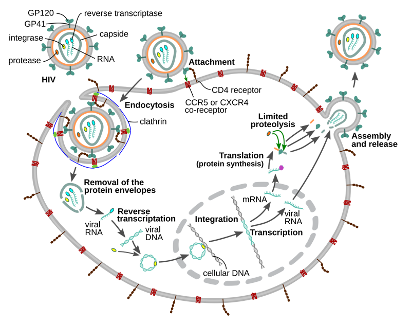 HIV Replication Cycle