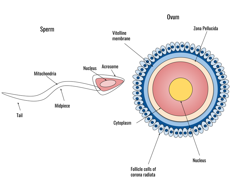 Sperm entering the Ovum